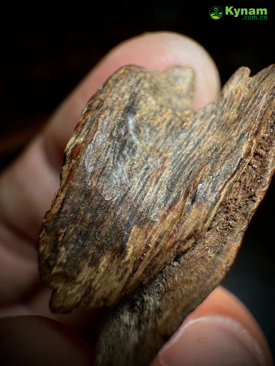 Image Appreciation, Hainan Old Agarwood, 4.95g