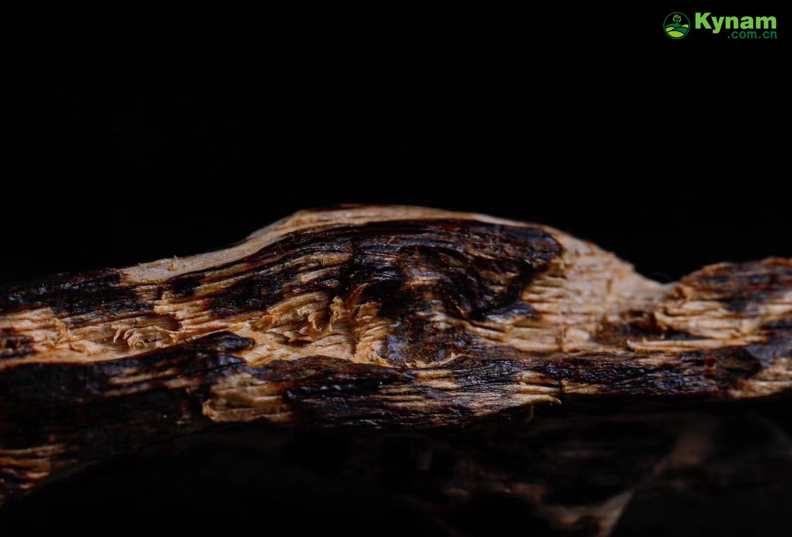 Hainan tree heart agarwood, a century old fragrance