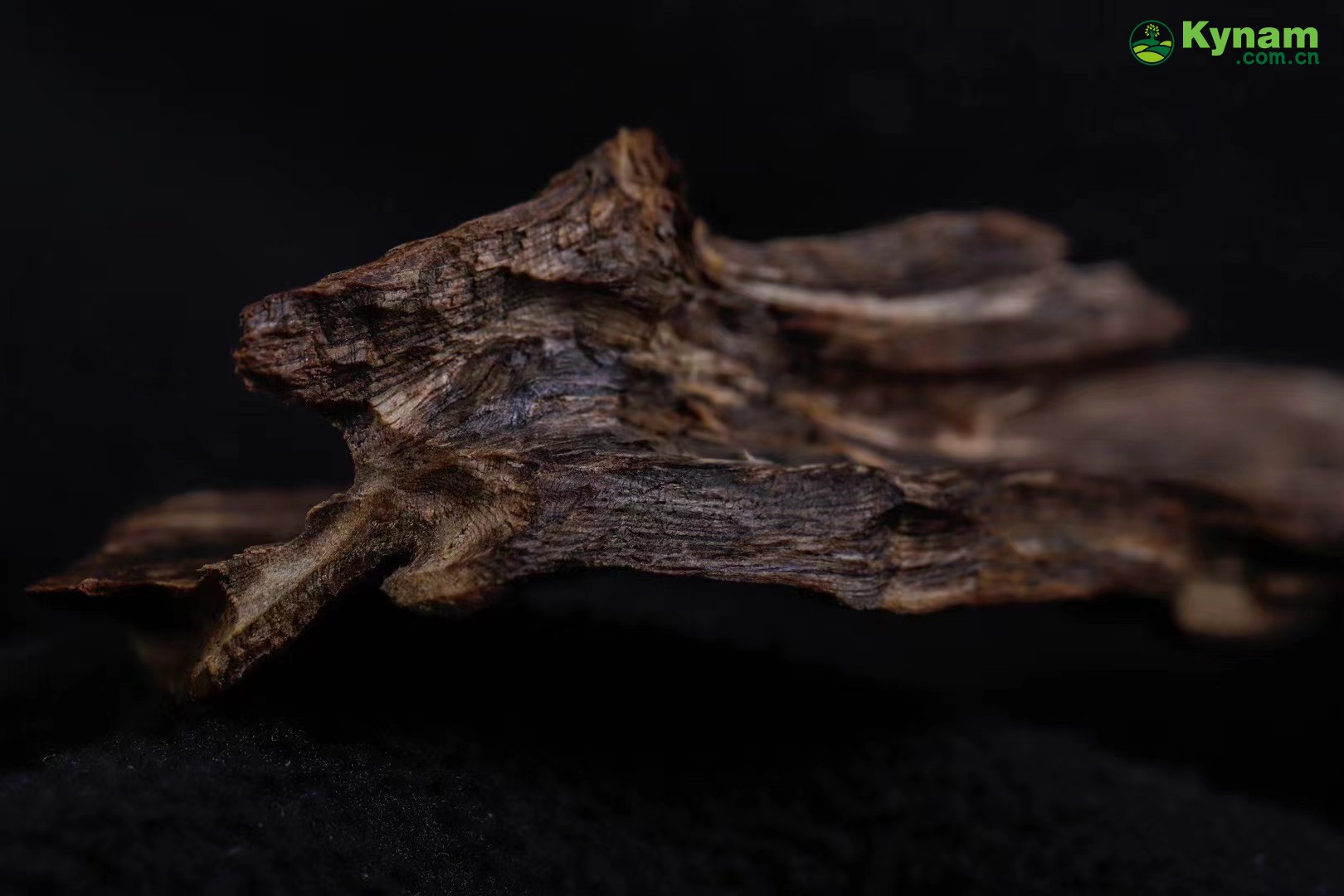 The root of the tree has sufficient oil and can sink into water, weighing 4.47 grams