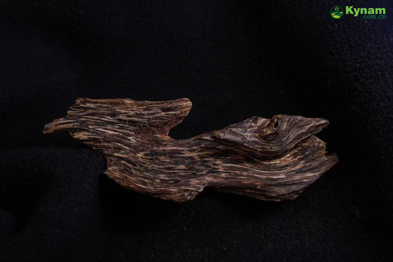 The root of the tree has sufficient oil and can sink into water, weighing 4.47 grams