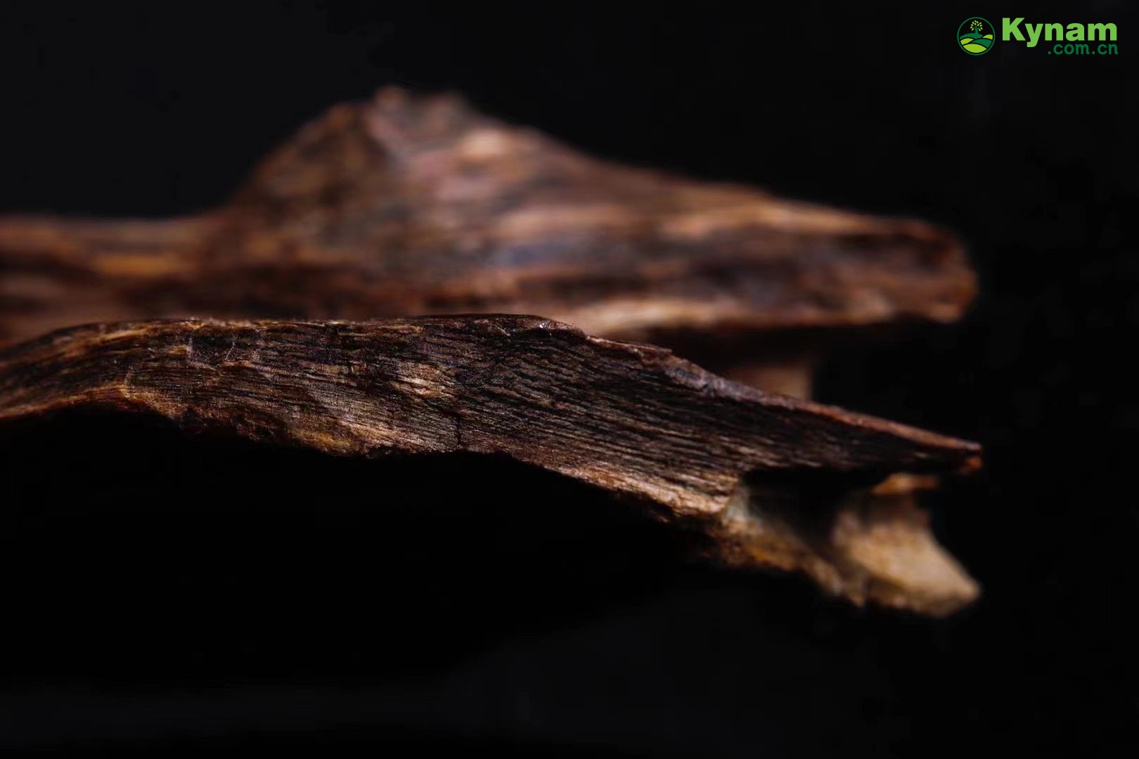 The root of the tree has sufficient oil and can sink into water, weighing 4.47 grams