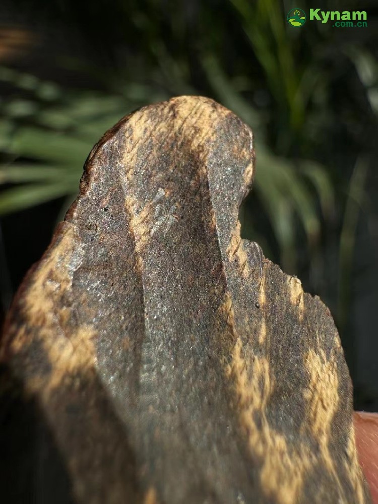 It can sink to the bottom of the water in one second, a very old piece of agarwood.