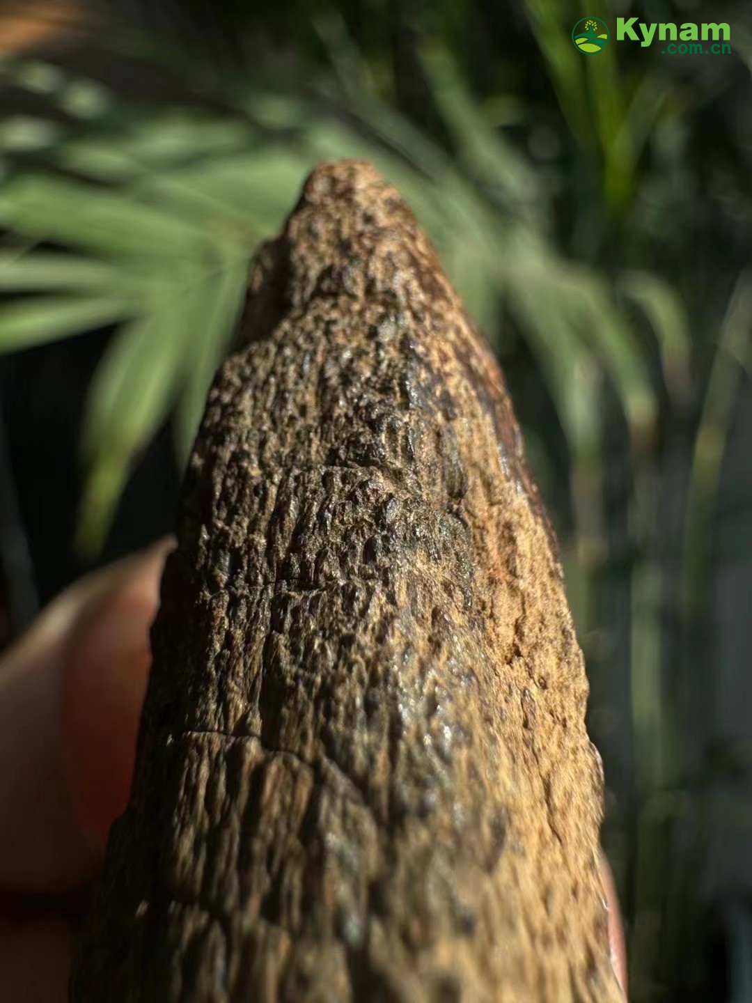 It can sink to the bottom of the water in one second, a very old piece of agarwood.