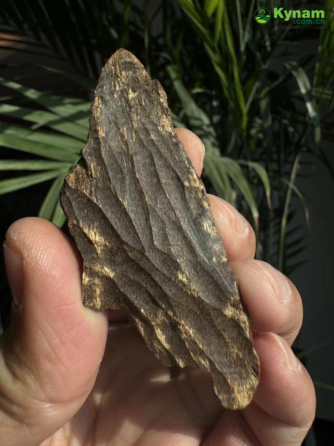 It can sink to the bottom of the water in one second, a very old piece of agarwood.