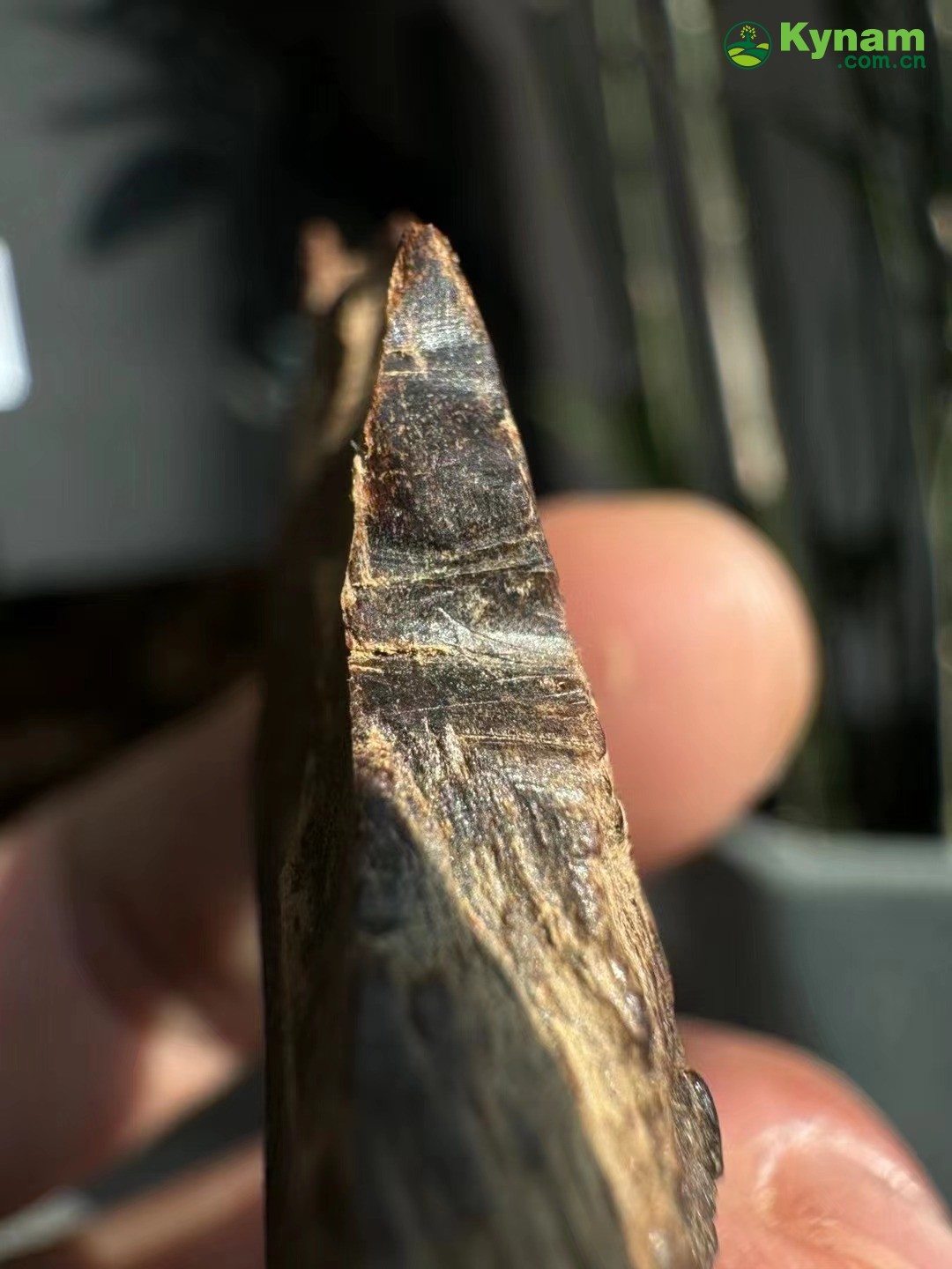 It can sink to the bottom of the water in one second, a very old piece of agarwood.