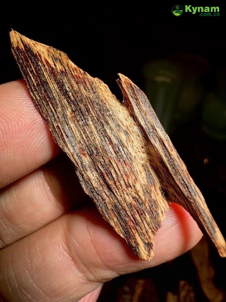 A piece of agarwood from Guangdong Province, with a very fragrant flavor.