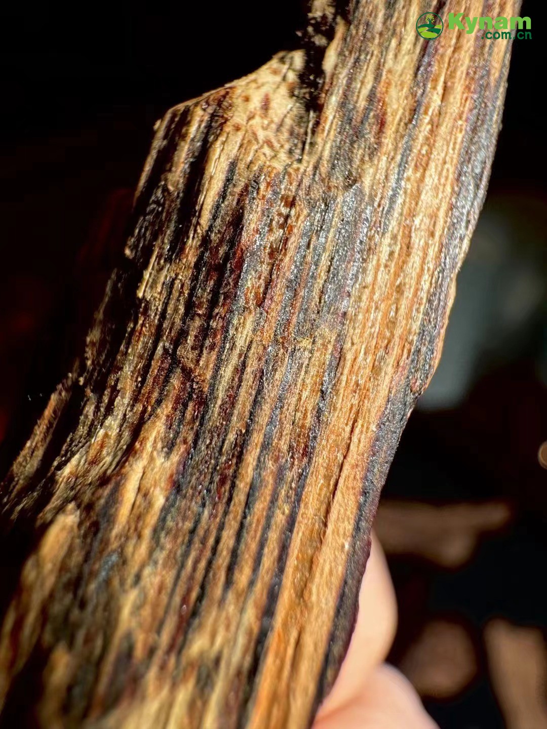A piece of agarwood from Guangdong Province, with a very fragrant flavor.