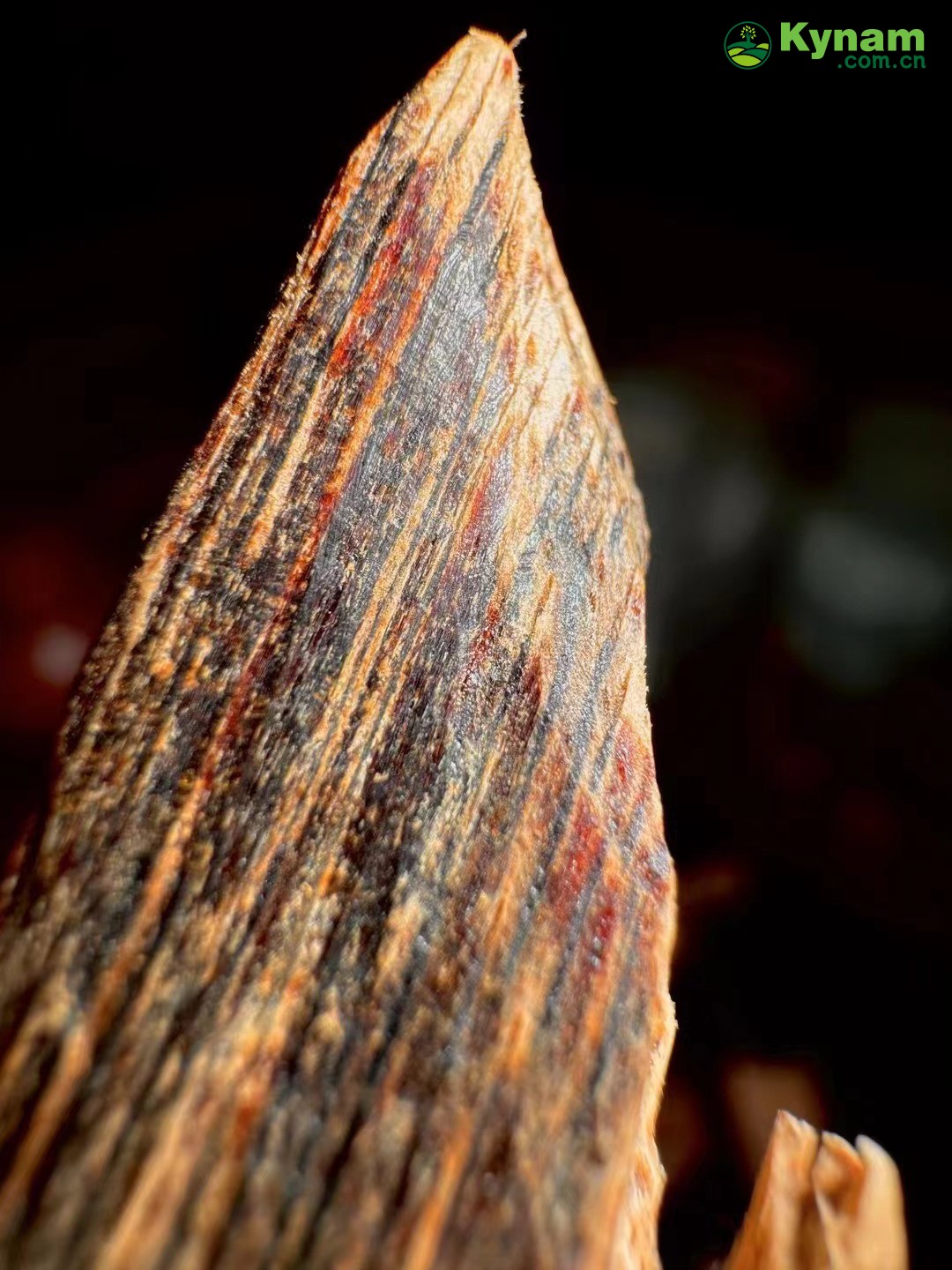 A piece of agarwood from Guangdong Province, with a very fragrant flavor.