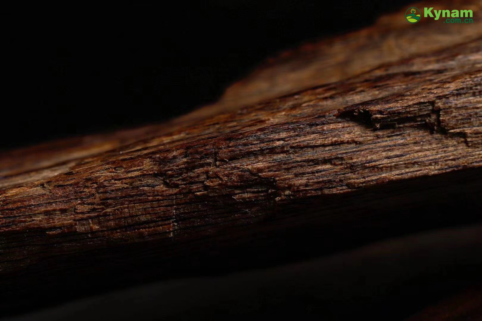 Rare collection of agarwood