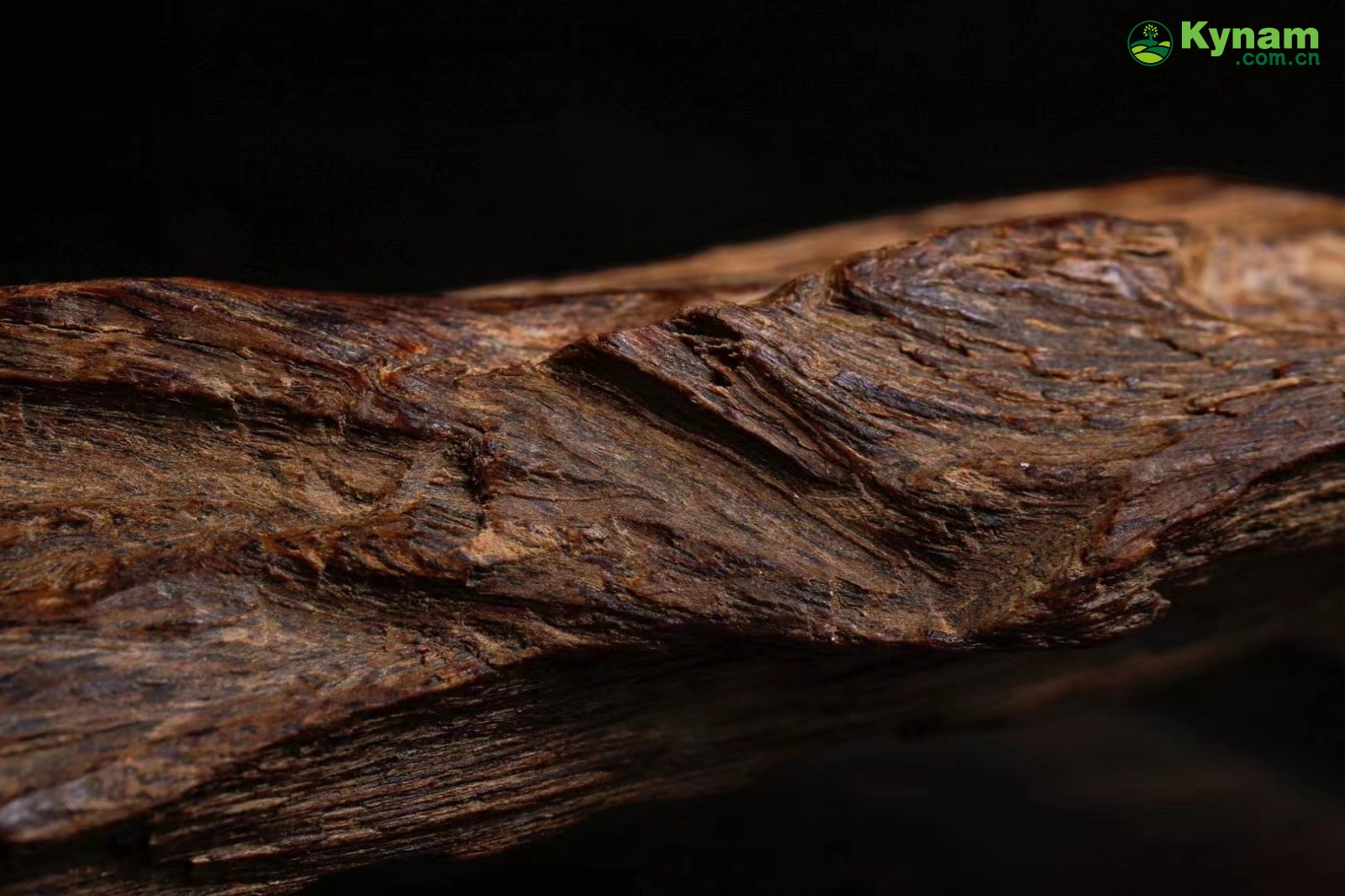 Rare collection of agarwood