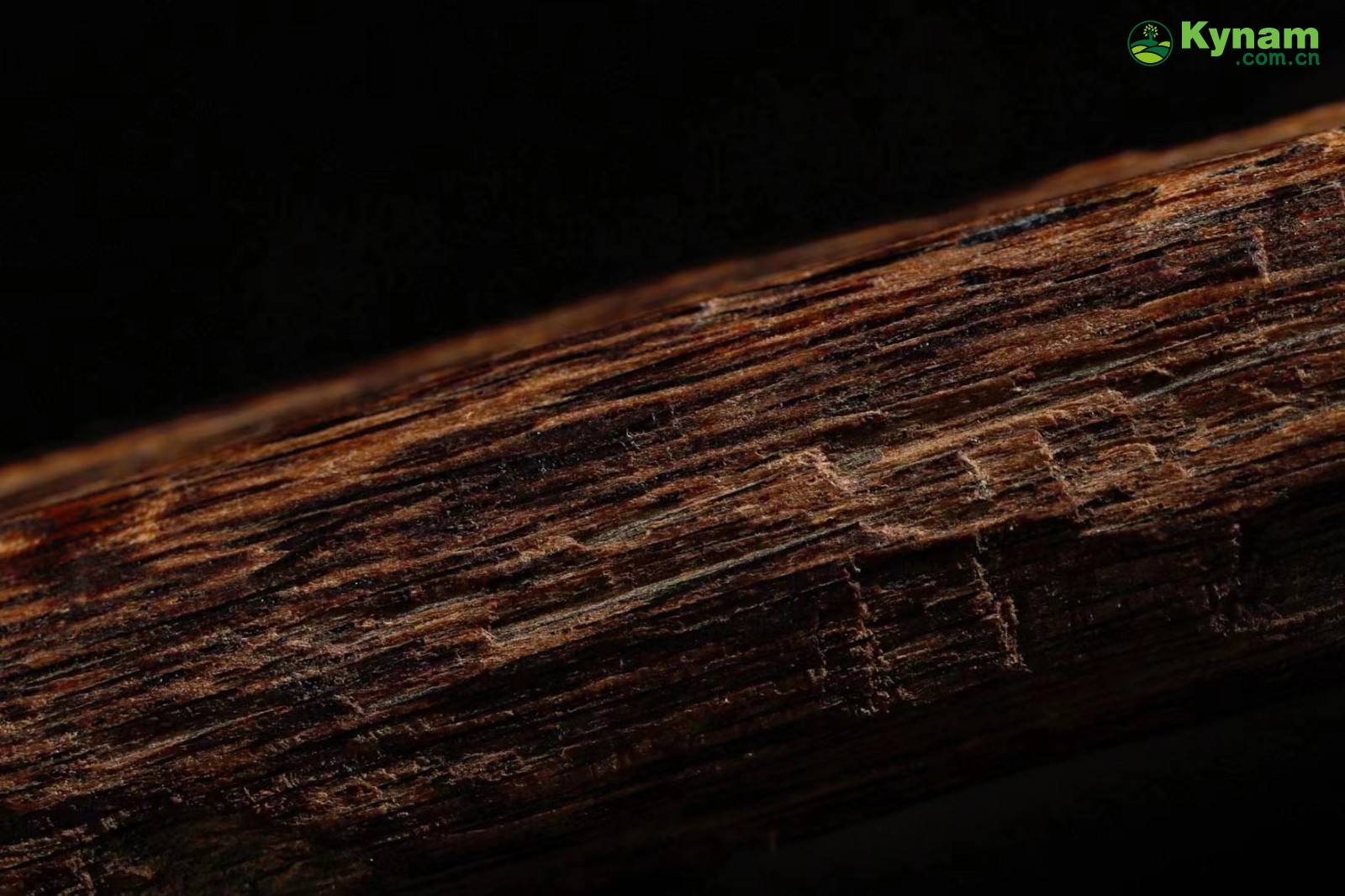 Rare collection of agarwood