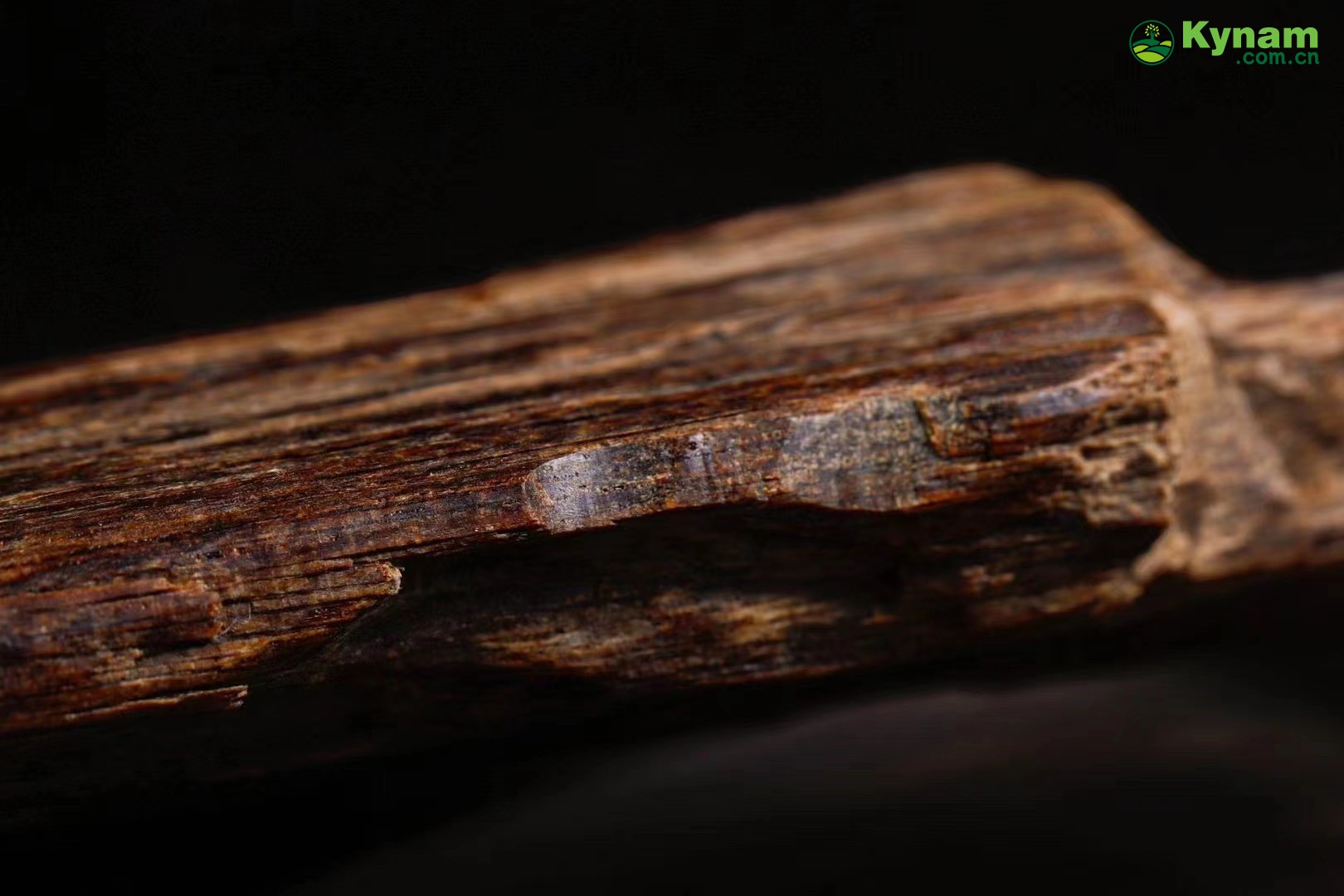 Rare collection of agarwood