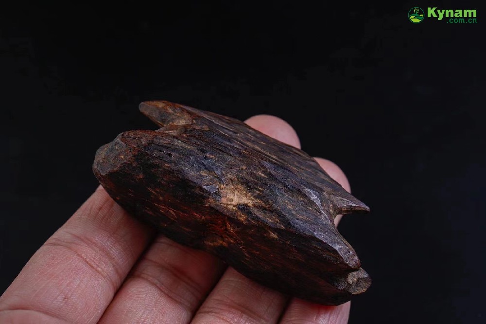 Wild agarwood material, formed by insect bites, forming a fragrant aroma 19.29g
