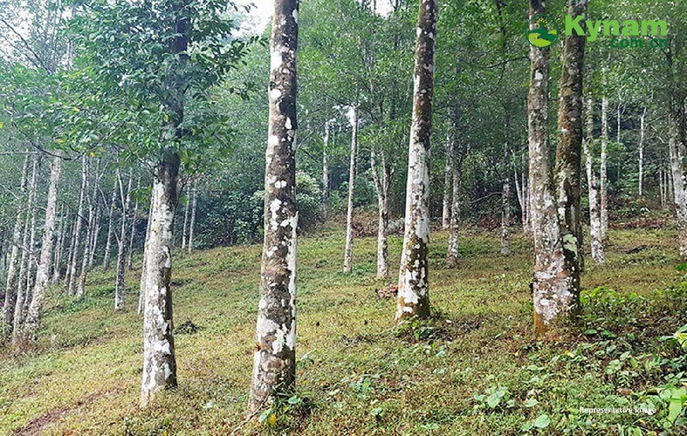 Critically endangered agarwood tree rediscovered in Assam with 200 mature trees