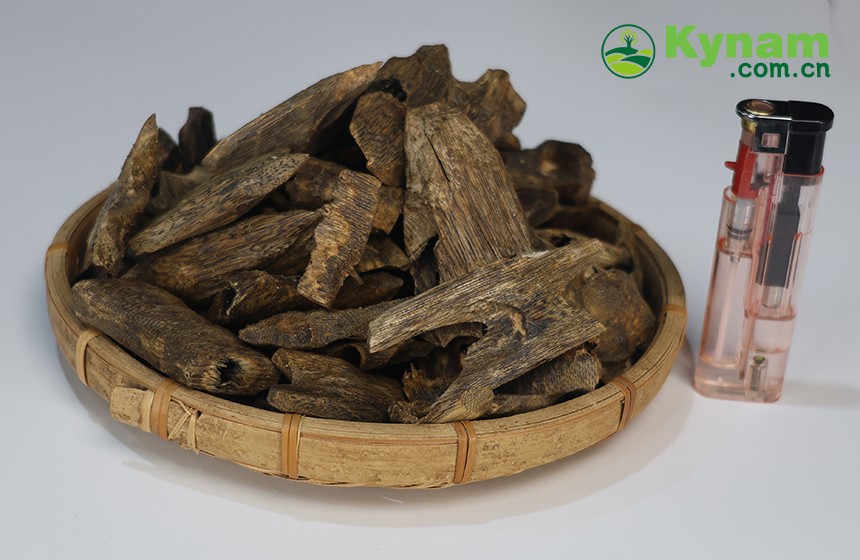 Kynam (Guanxiang) Qinan agarwood