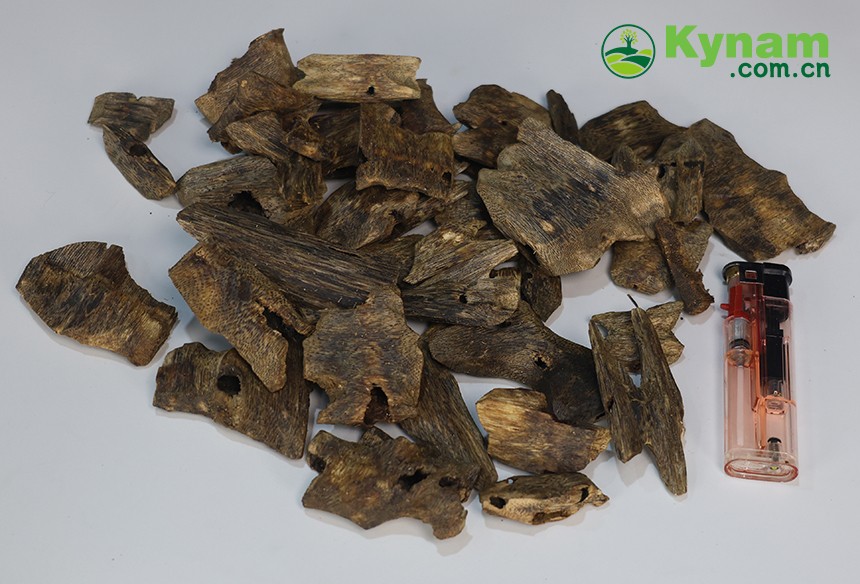 Kynam (Guanxiang) Qinan agarwood