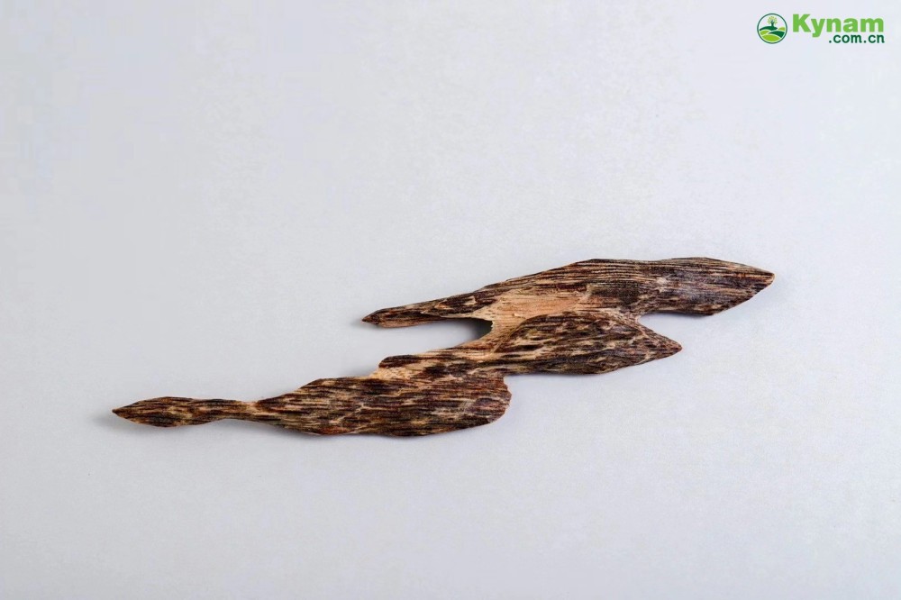 Hong Kong agarwood tree heart knot incense