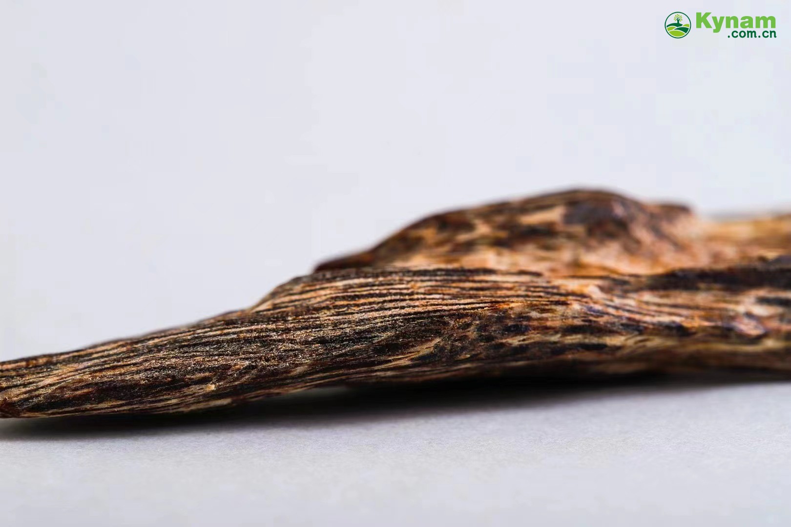 Hong Kong agarwood tree heart knot incense