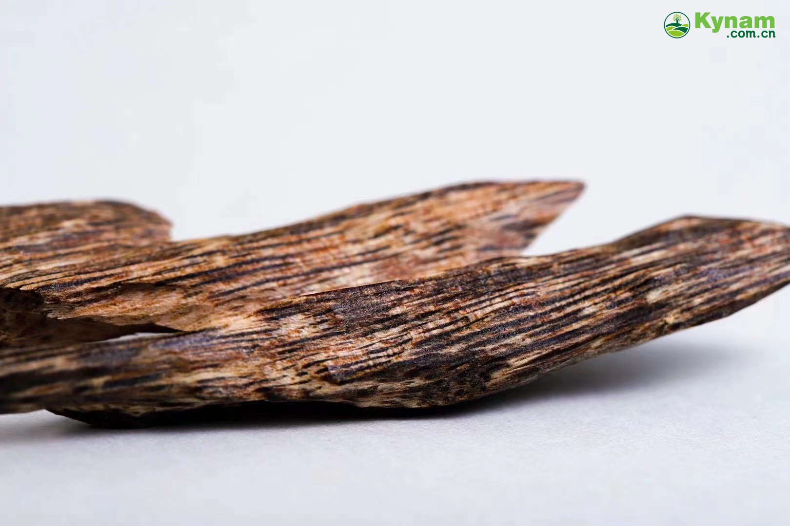 Hong Kong agarwood tree heart knot incense