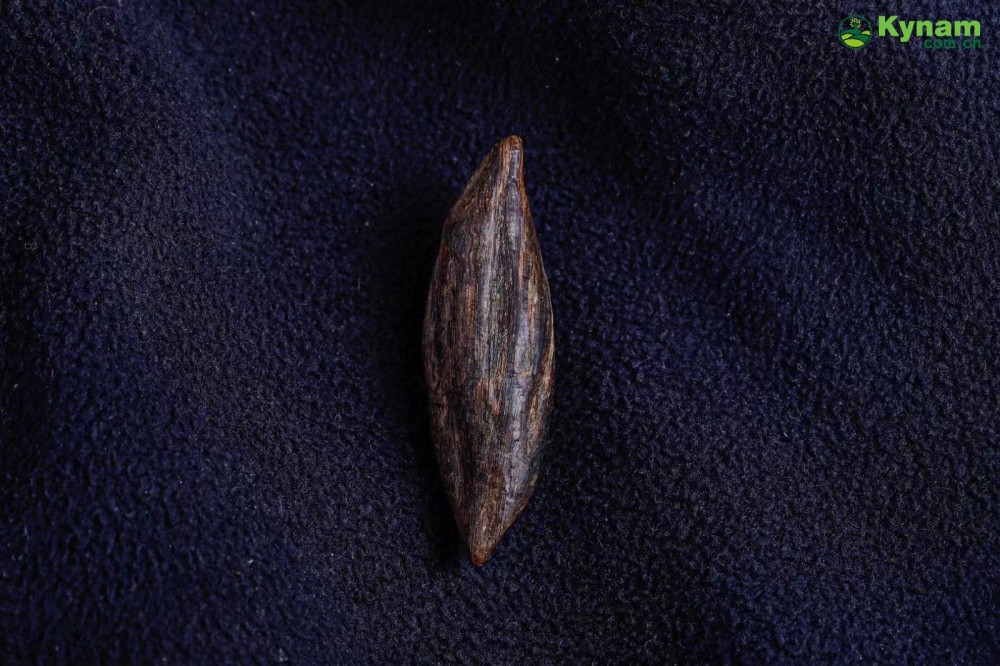 Vietnamese Yazhuang insect bites agarwood - can sink into water