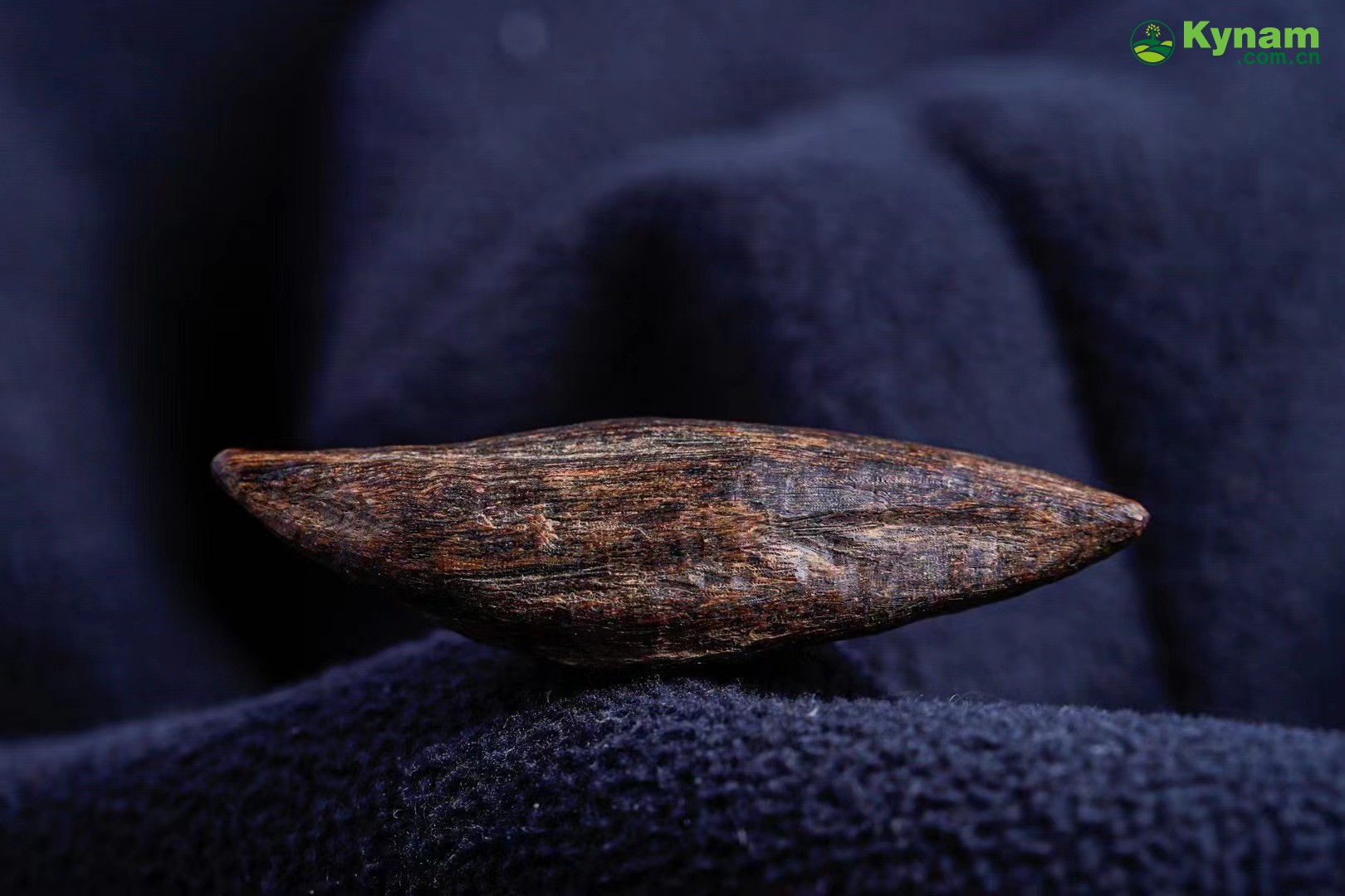 Vietnamese Yazhuang insect bites agarwood - can sink into water