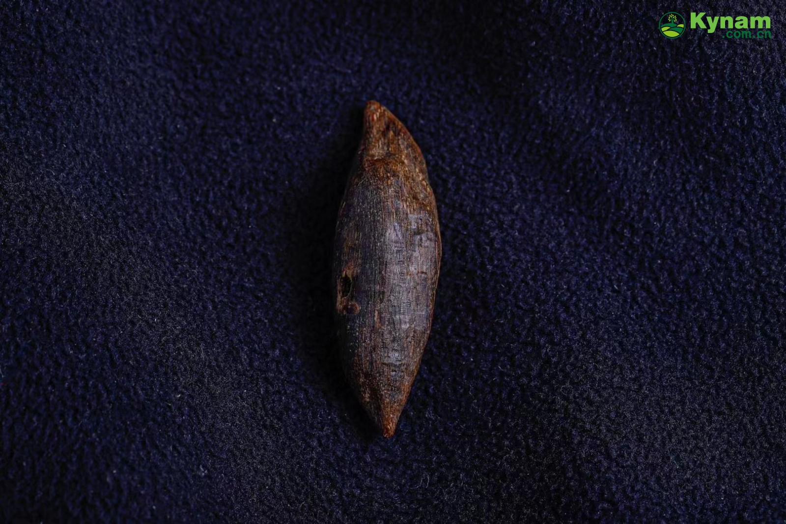 Vietnamese Yazhuang insect bites agarwood - can sink into water