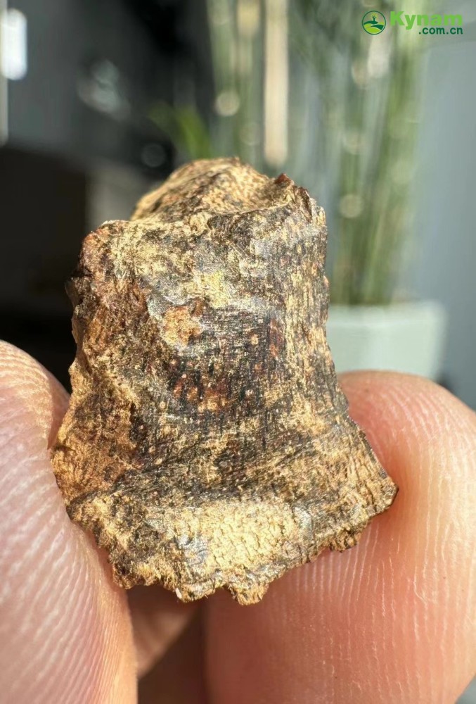 Wild agarwood from Hainan