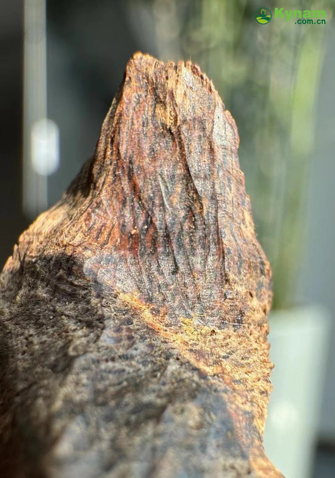 Wild agarwood from Hainan