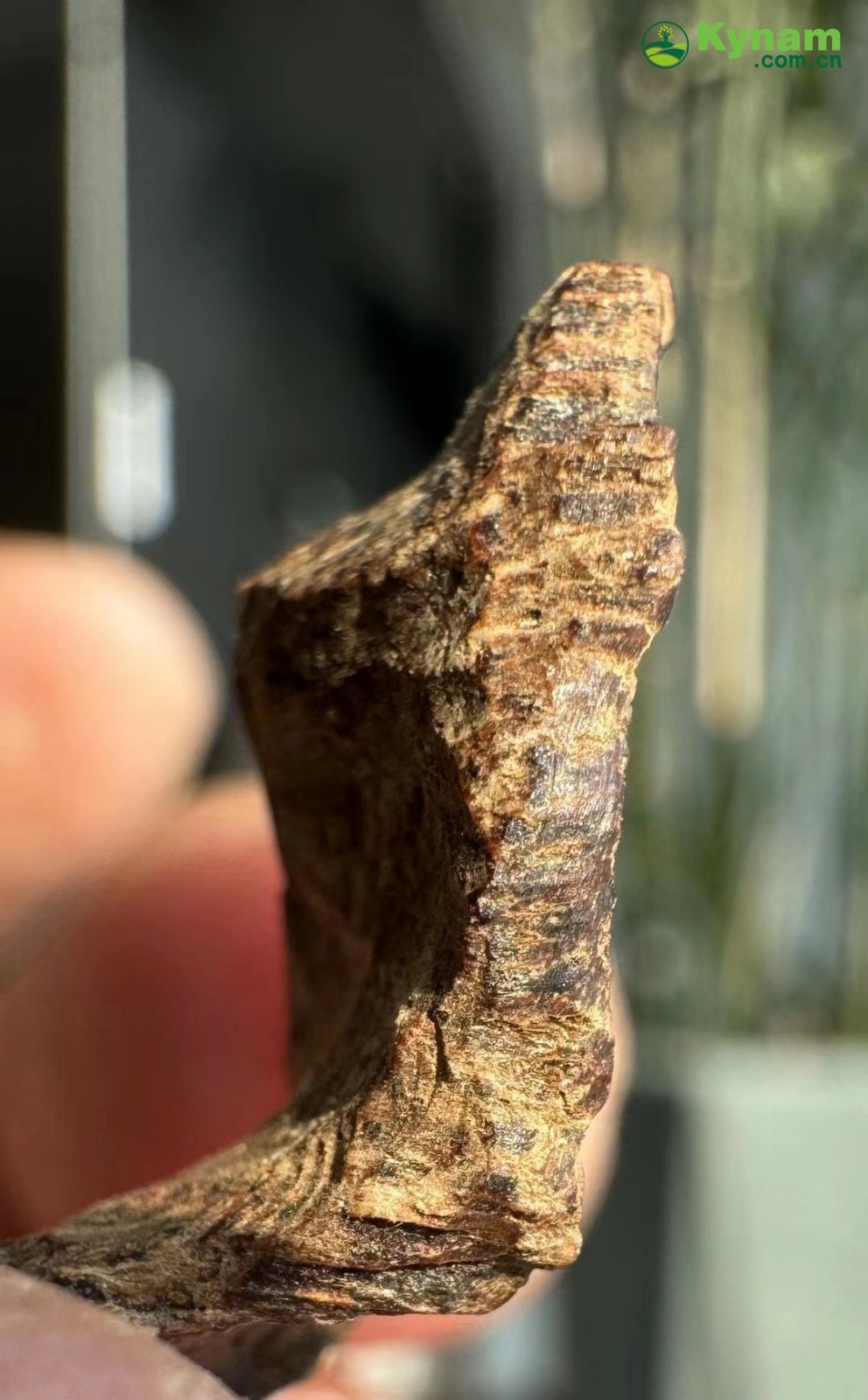 Wild agarwood from Hainan