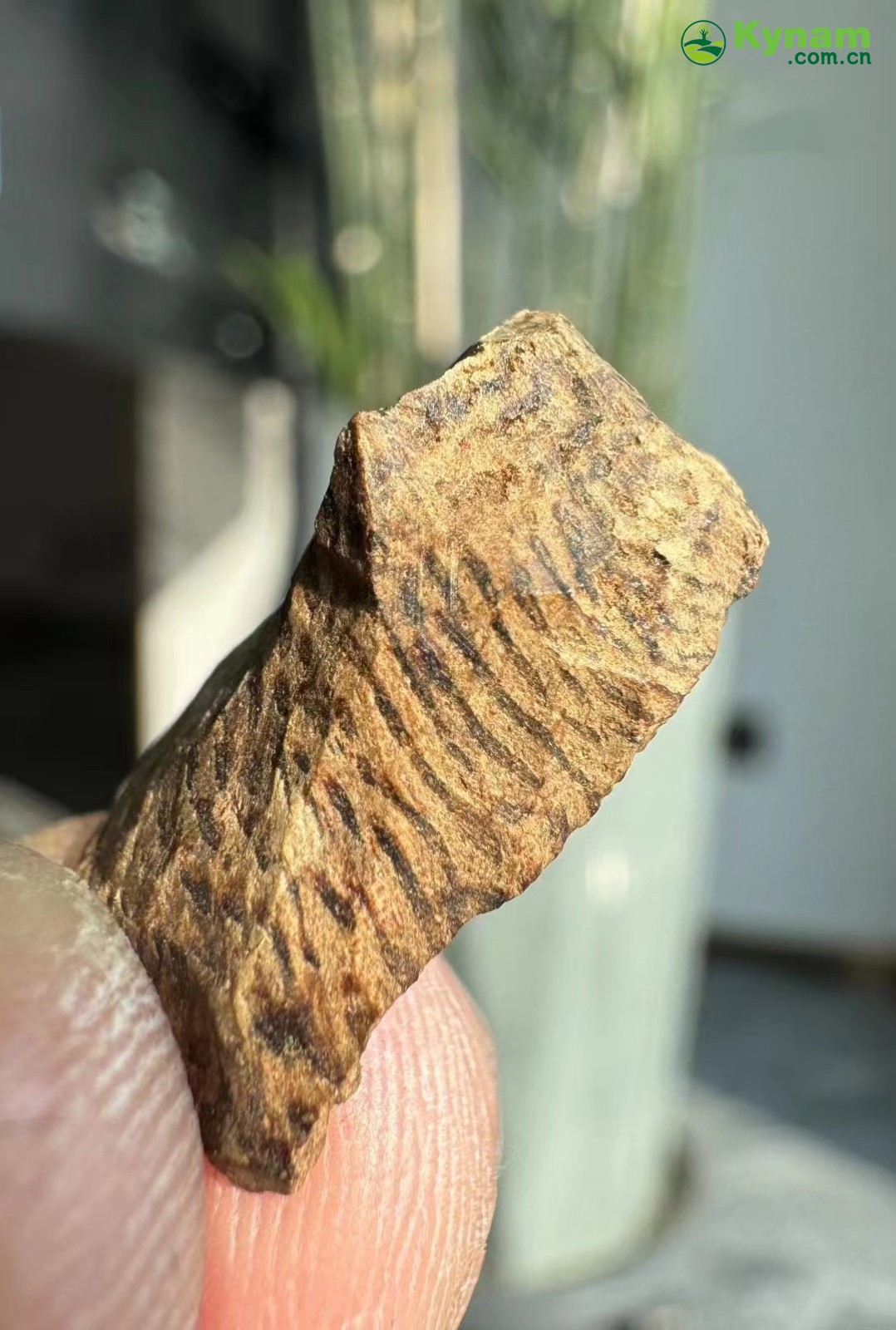 Wild agarwood from Hainan