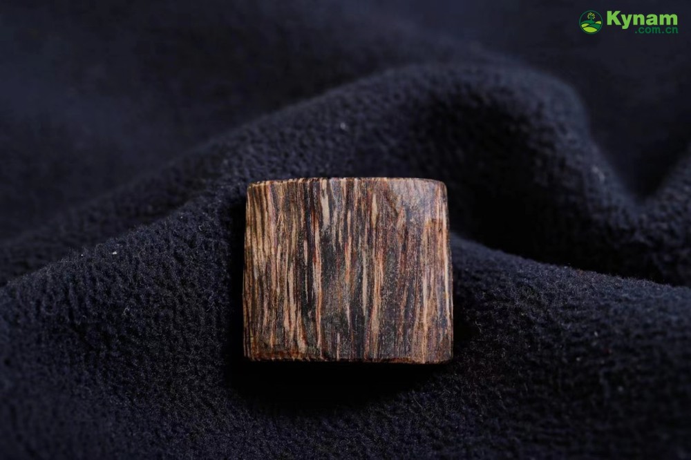 Dalagan agarwood