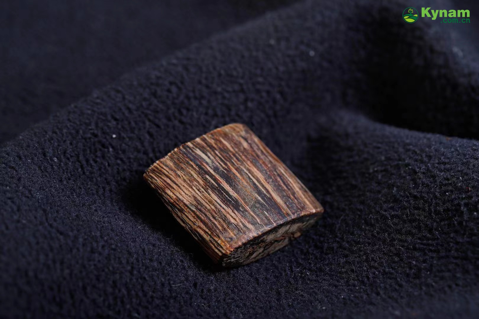 Dalagan agarwood