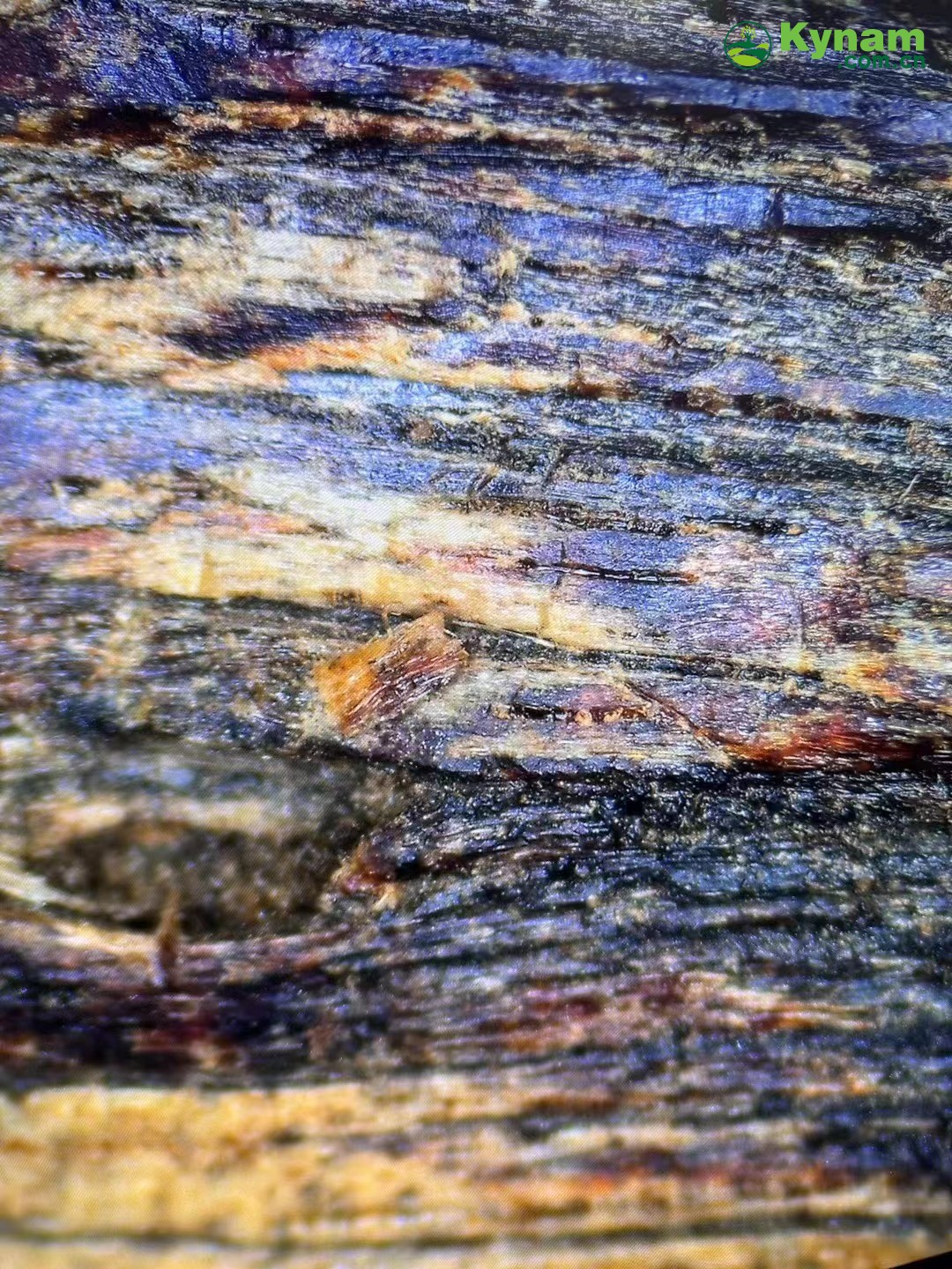 Clear oil of aged agarwood