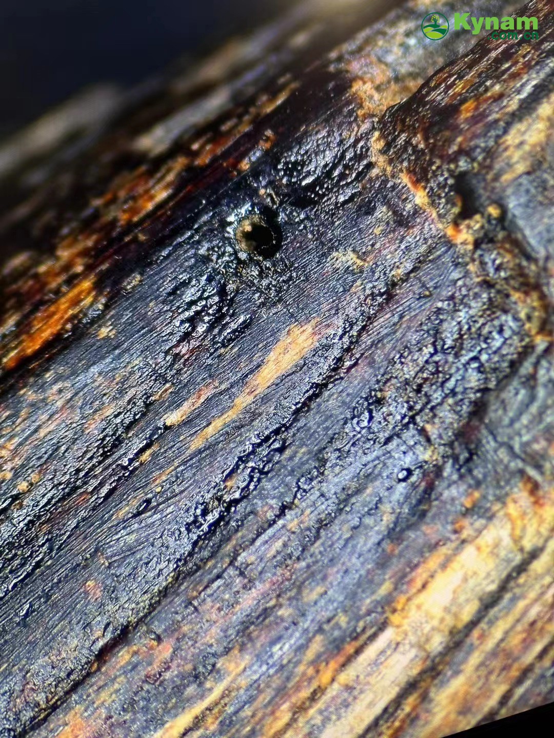 Clear oil of aged agarwood