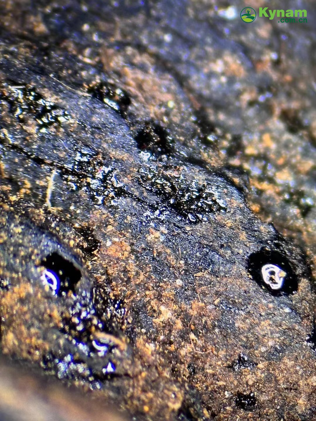 Clear oil of aged agarwood